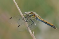 Black Darter, Sympetrum danae (Sulzer)