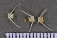 spraint sample 119