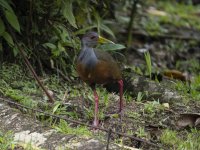 grey-cowled wood rail Aramides cajaneus 