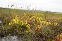 Sarracenia sp.