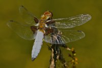 Male Broad-bodied Chaser, Libellula depressa (L.)