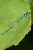 Azure Damselfly Coenagrion puella
