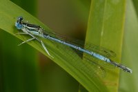 White-legged Damselfly, Platycnemis pennipes (Pallas)