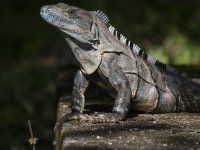 black spiny-tailed iguana Ctenosaura similis 