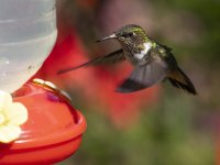 volcano hummingbird Selasphorus flammula 