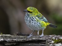 speckled tanager Ixothraupis guttata 