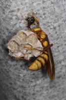 executioner paper wasp Polistes carnifex 