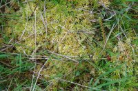 Sphagnum palustre