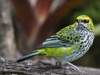 speckled tanager Ixothraupis guttata 