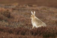 Mountain Hare