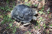 Galapagos Giant Tortoise (young)