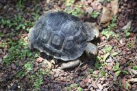  Galapagos Giant Tortoise (young)