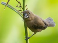 thick-billed seed finch Sporophila funerea 