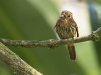 white-whiskered puffbird Malacoptila panamensis 