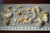 spraint sample 45