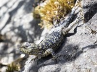 emerald swift (green spiny lizard) Sceloporus malachiticus 