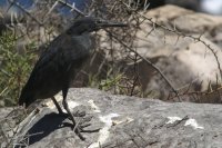 Lava heron