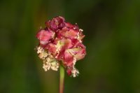 Salad burnet flower Sanguisorba minor