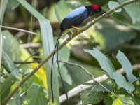 long-tailed manakin Chiroxiphia linearis 