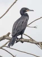 neotropic cormorant Nannopterum brasilianum 