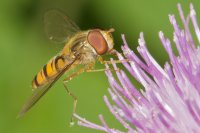 Marmalade Hoverfly