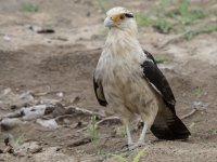 yellow-headed caracara Daptrius chimachima 