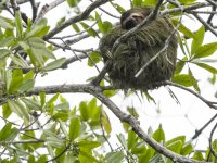 brown-throated sloth Bradypus variegatus 